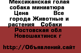 Мексиканская голая собака миниатюра › Цена ­ 53 000 - Все города Животные и растения » Собаки   . Ростовская обл.,Новошахтинск г.